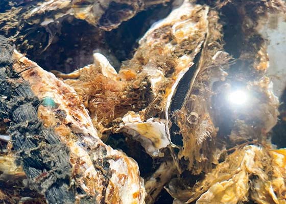 宮城県松島湾の牡蠣奥松島の牡蠣の生産量は、牡蠣全体としては広島県に次いで全国第2位だが、生食用に限れば全国第1位を誇る。