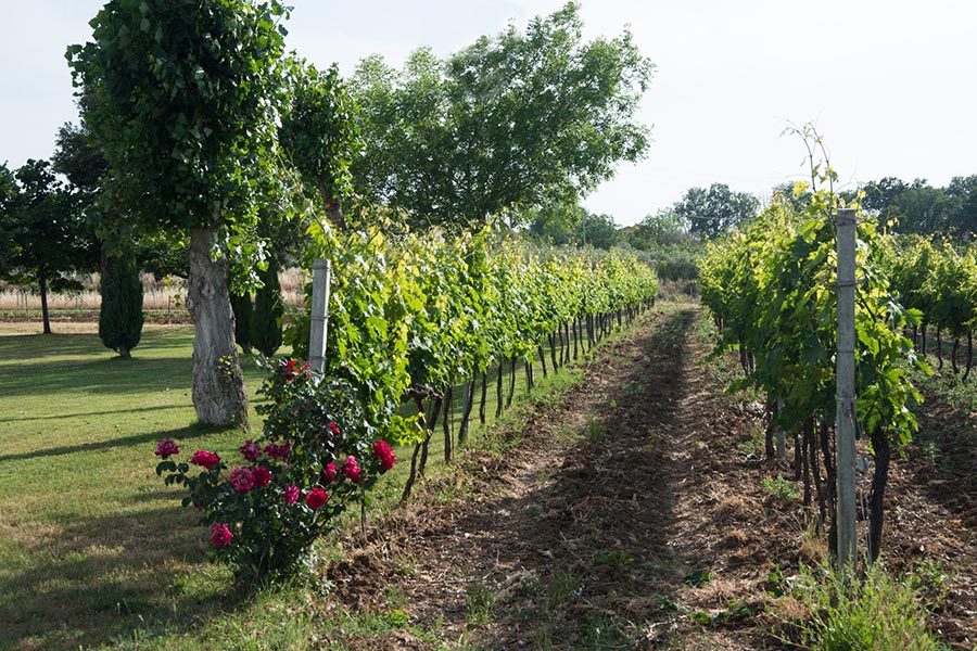 「ヤッシ・エ・マルケザーニ」では、ブドウの栽培方法「ペルゴラ・アブルッツェーゼ」を採用。長年の研究から、木1本に対するブドウの収穫量を少なく抑え、栄養が行き渡った高品質のブドウを育てています。