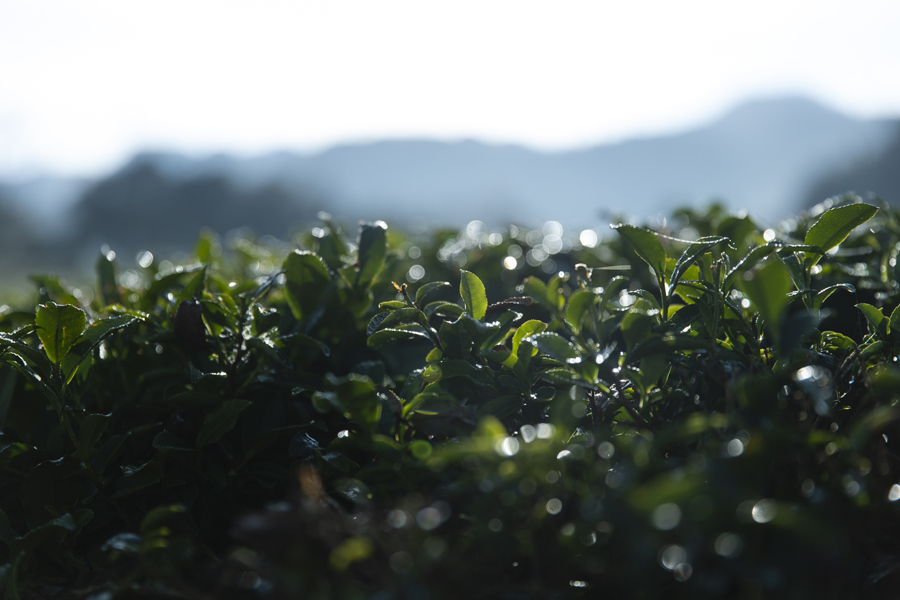 お茶の木は油かすや魚かすなどの有機肥料ですくすくと育っている。