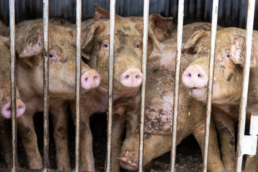 上質な和牛のように細かいサシが入った肉質が特徴の三元豚「きびまる豚」を生産する(株)福まる農場