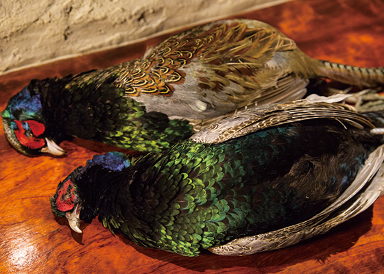 ジビエ 知っていますか 鳥獣はどこに分布しているのか 日本の野生動物の生息地 料理王国