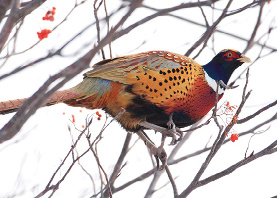 ジビエ 知っていますか 鳥獣はどこに分布しているのか 日本の野生動物の生息地 料理王国