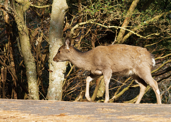 食材図鑑 ジビエ 日本の野生動物の生息地 2ページ目 3ページ中 料理王国