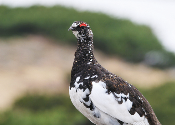 ジビエ 知っていますか 鳥獣はどこに分布しているのか 日本の野生動物の生息地 料理王国