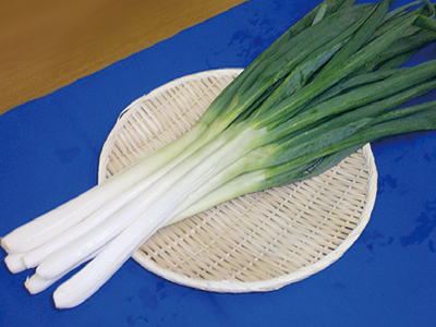 全部わかりますか 日本のねぎ24種類 料理王国 全部わかりますか 日本のねぎ24種類 料理王国