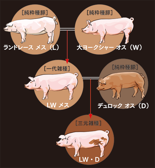 全て分かりますか 豚の種類と部位 料理王国