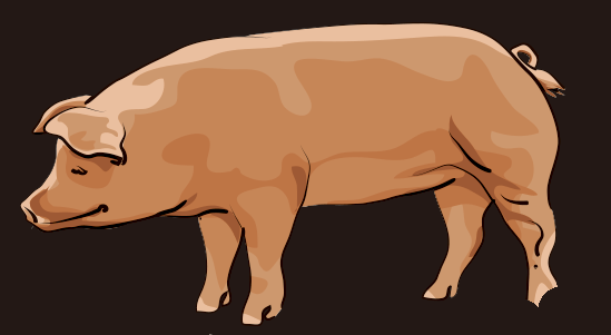 デュロック豚の画像
