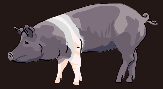 ハンプシャー豚の画像
