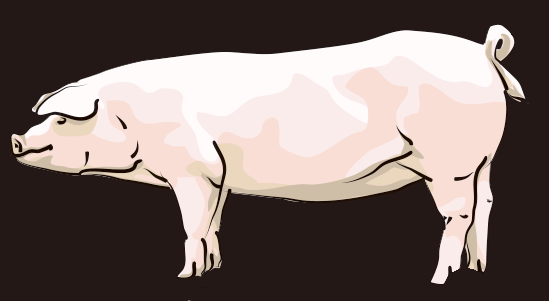 ランドレース豚の画像
