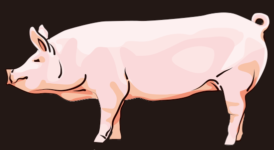 大ヨークシャー豚の画像
