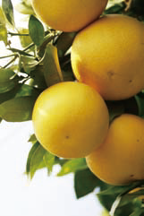 全部わかりますか 日本の柑橘類大図鑑 料理王国