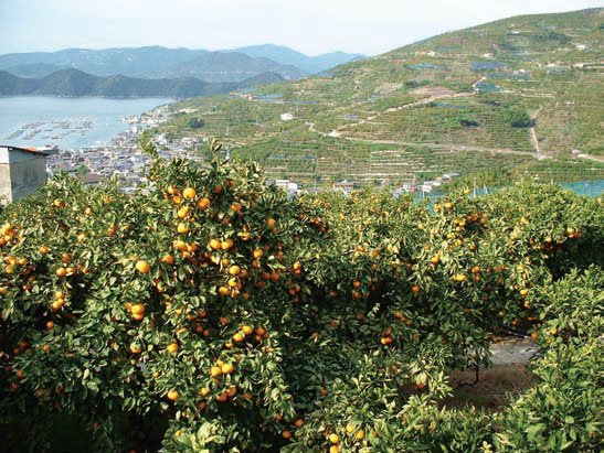 全部わかりますか 日本の柑橘類大図鑑 料理王国
