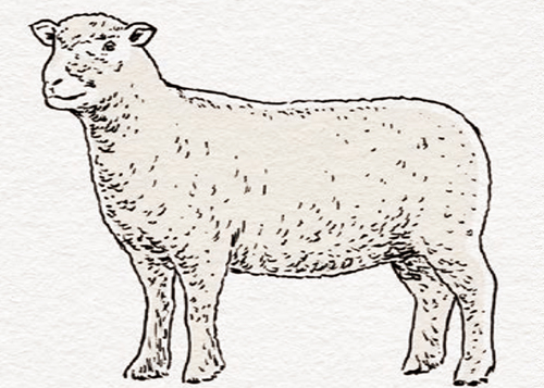 全て分かれば羊名人 羊の品種について 料理王国