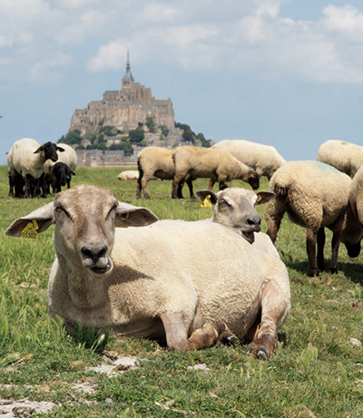 羊をめぐる冒険 に出よう 45ヶ国地球一周羊旅 料理王国