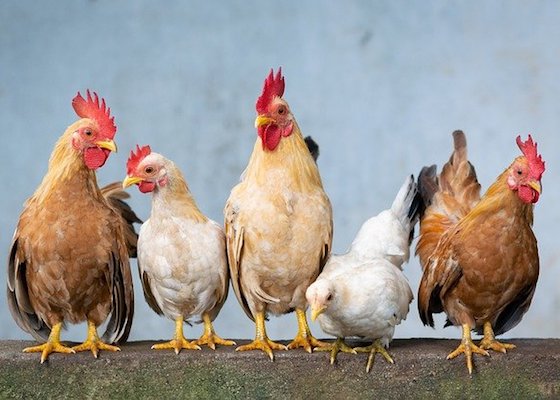 鶏の一生について知る 料理王国