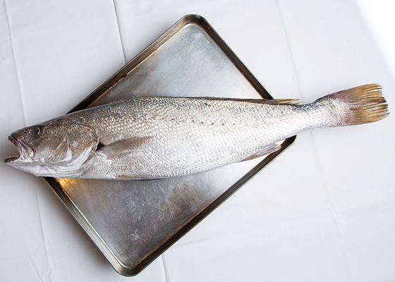レストランモナリザ 河野透さんの冬の魚の使い方 オオニベ編 料理王国