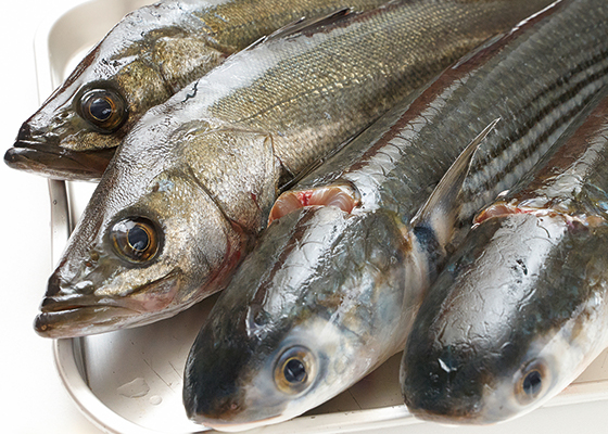 プロが認めた日本の食材 3 村公一さんの鳴門の魚 料理王国