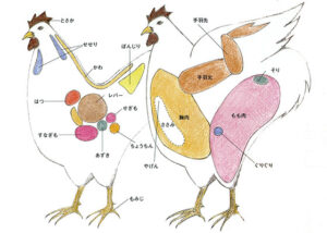 完全保存版 プロのための鶏部位図鑑 料理王国