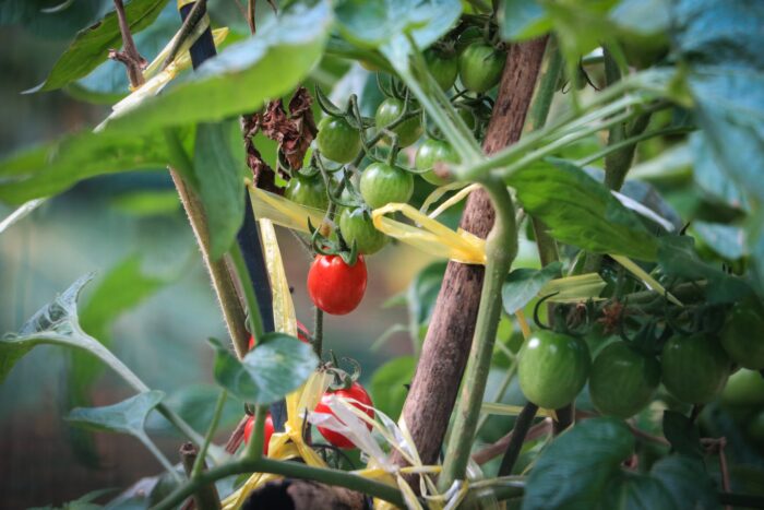 プランター ミニ 栽培 トマト