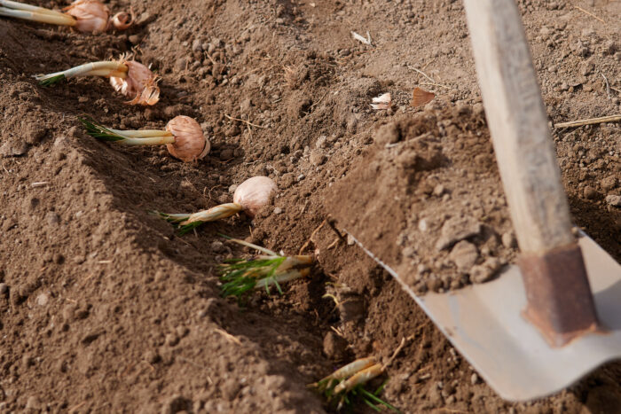 「TAKETAサフラン」めしべを採り終えたサフランの球根を、11月下旬に田んぼに植えている。
