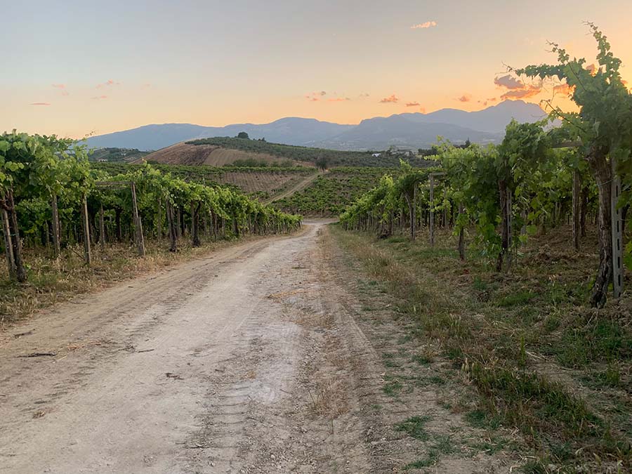 アブルッツォ州キエーティ県にあるワイナリー「CIAVOLICH」（チャボリッチ）。ゆるやかな丘陵にワイン畑が広がっています。