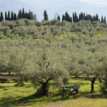 イタリアでプロフェッショナル・オリーブオイル・テイスターを育成する公的機関ONAOOが、オリーブオイルを扱う食のプロに向けてオリーブオイルについての基礎知識、テイスティングのメソッドを公開する日本初のweb連載。第8回はオリーブオイルの正しい保存と使い方について。