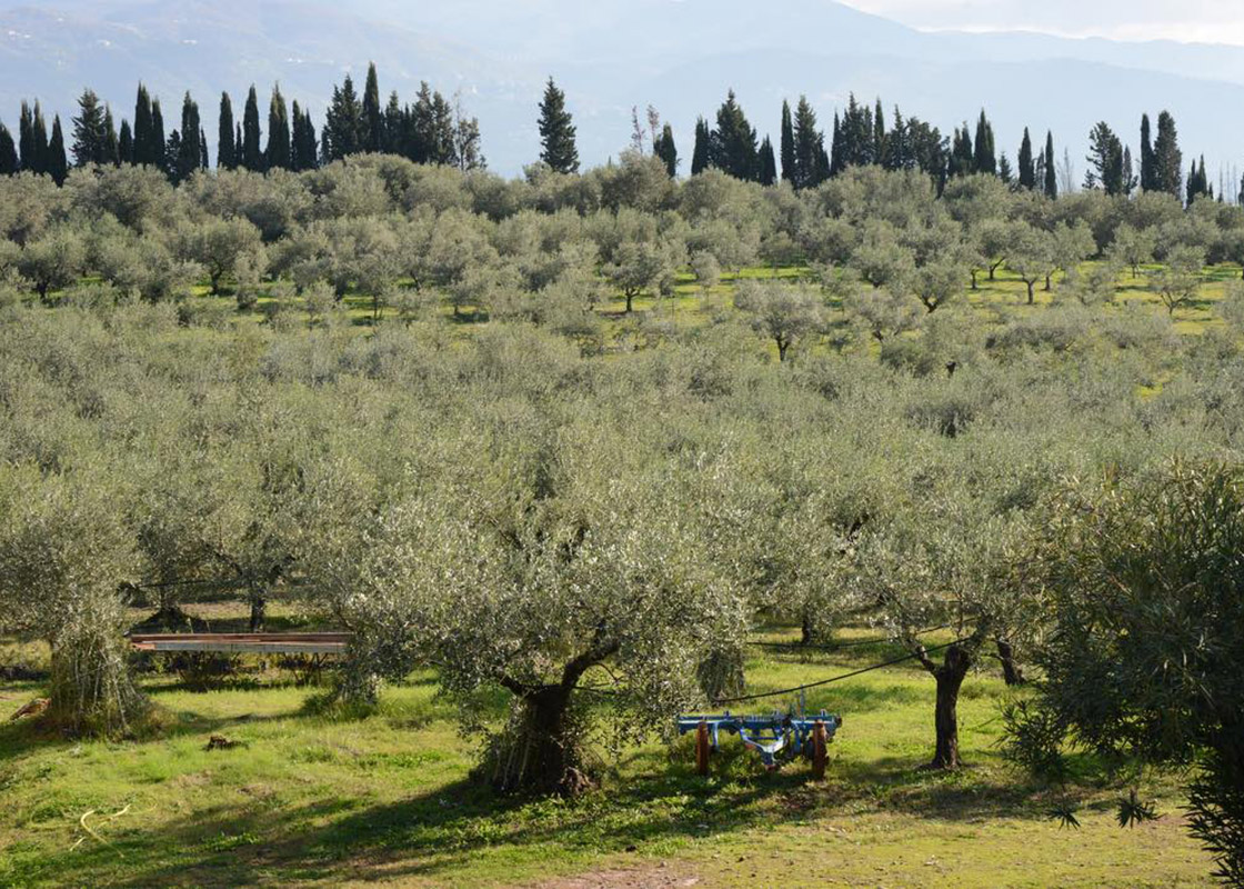 イタリアでプロフェッショナル・オリーブオイル・テイスターを育成する公的機関ONAOOが、オリーブオイルを扱う食のプロに向けてオリーブオイルについての基礎知識、テイスティングのメソッドを公開する日本初のweb連載。第8回はオリーブオイルの正しい保存と使い方について。