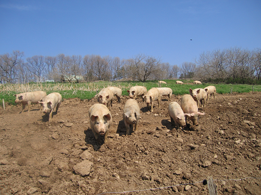 妊娠中の母豚は１頭あたり66㎡の広さをもつ放牧場で、10頭一群れで生活する。出産後は親子で放牧する。
