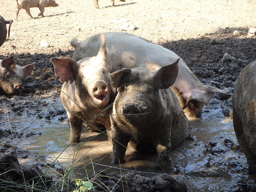 豚は土をほじくり出すのが大好き。鼻で器用に穴を掘り、土中のドングリやナッツなどを掘り出し食べる。