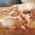 〈山梨県・ぶぅふぅうぅ農園〉中嶋千里 アニマルウェルフェア基準を現場から支える、放牧養豚の先駆者