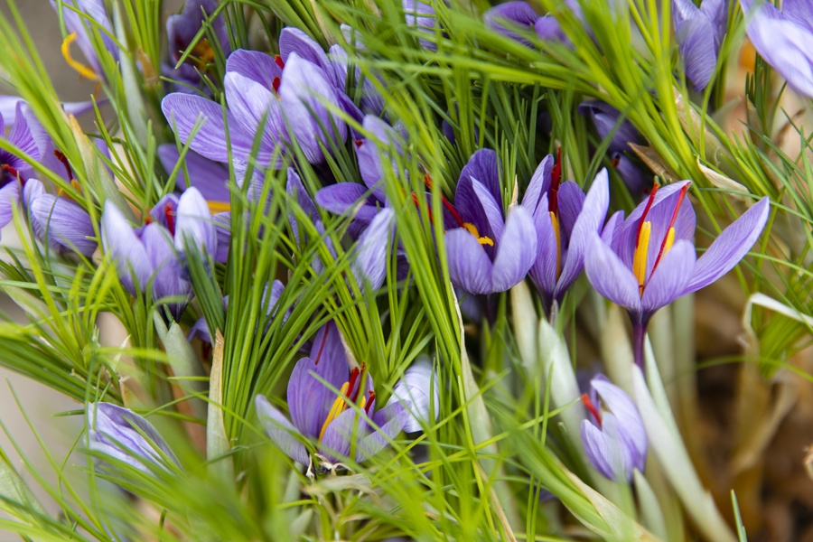 サフランの花は美しい紫色、高価なスパイスとなるのは赤い雌しべの部分だ。