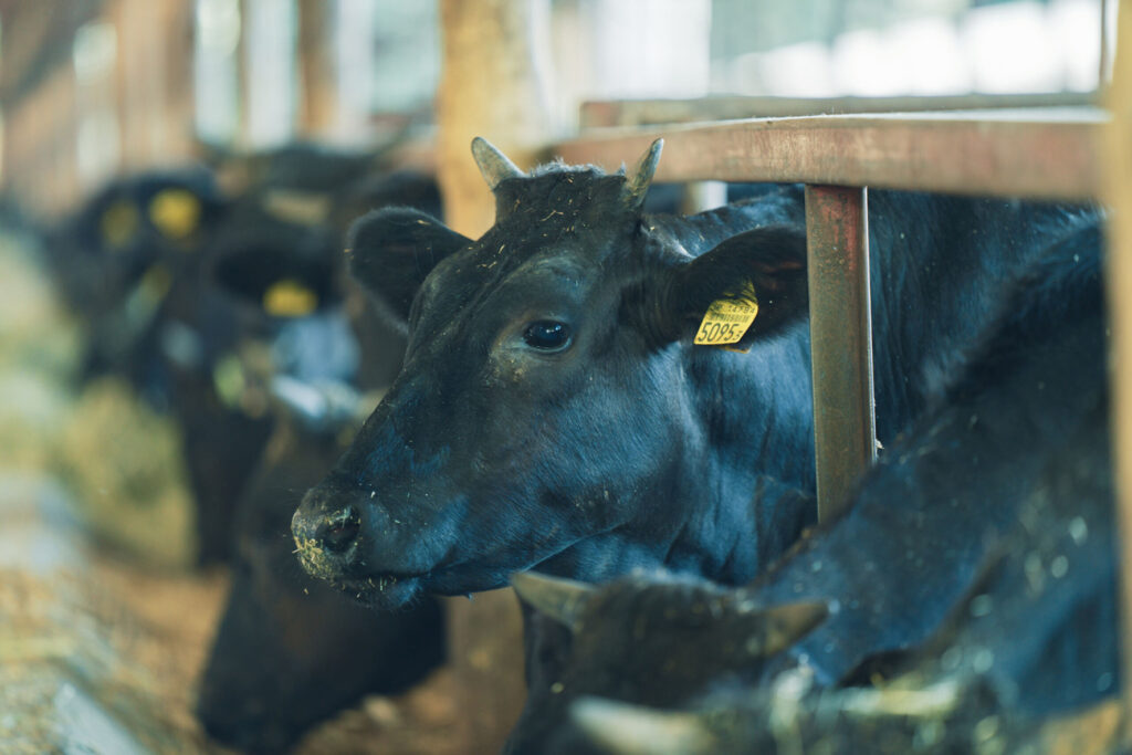 株式会社なかやま牧場 生産から販売まで。牛にも地球にも優しい未来を