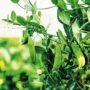 料理人の「使いたい」に応え外国野菜の生産に挑戦　青木農園（神奈川県・三浦市）